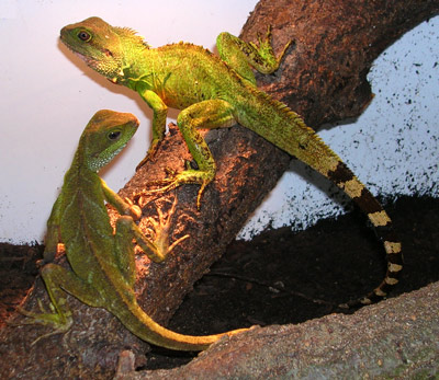 dragon d'eau