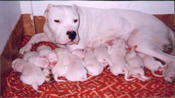 dogo