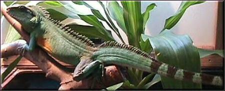 dragon d'eau