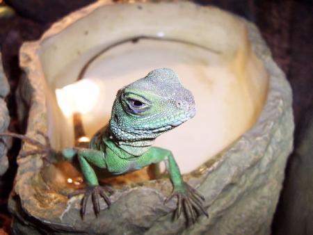 dragon d'eau